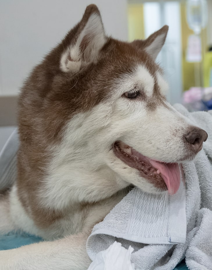 başakşehir veteriner kliniği