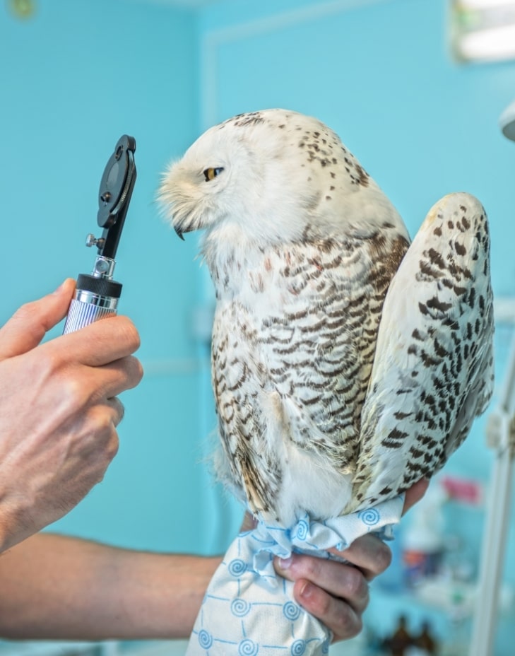 başakşehir veteriner kliniği