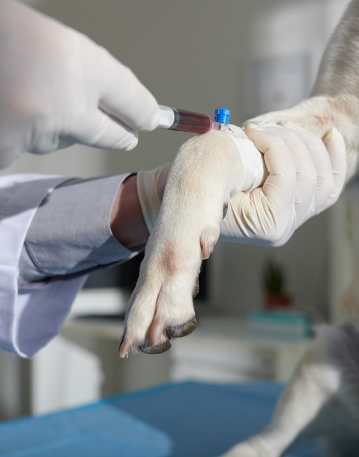 başakşehir veteriner kliniği