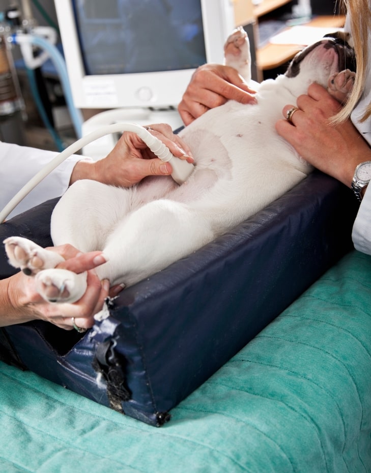 başakşehir veteriner kliniği