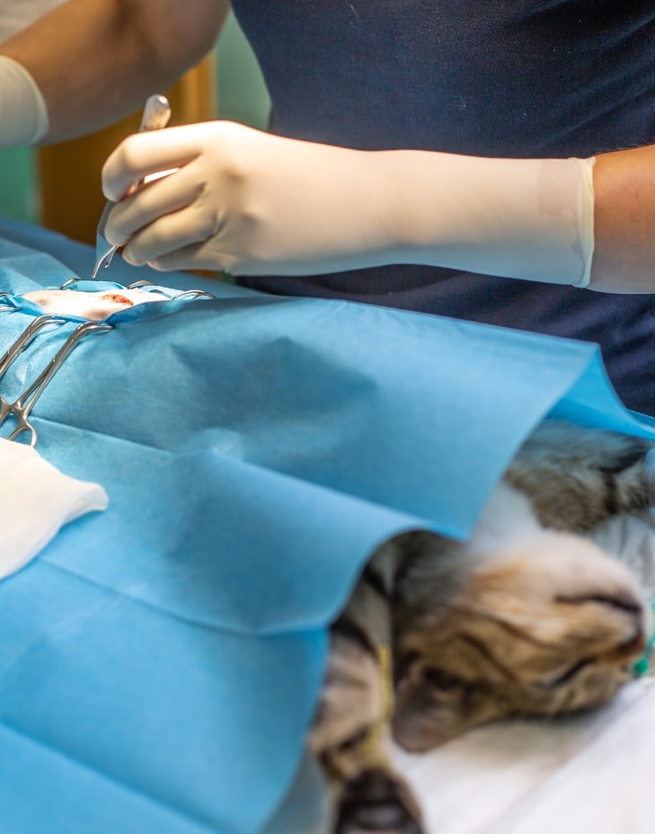 başakşehir veteriner kliniği