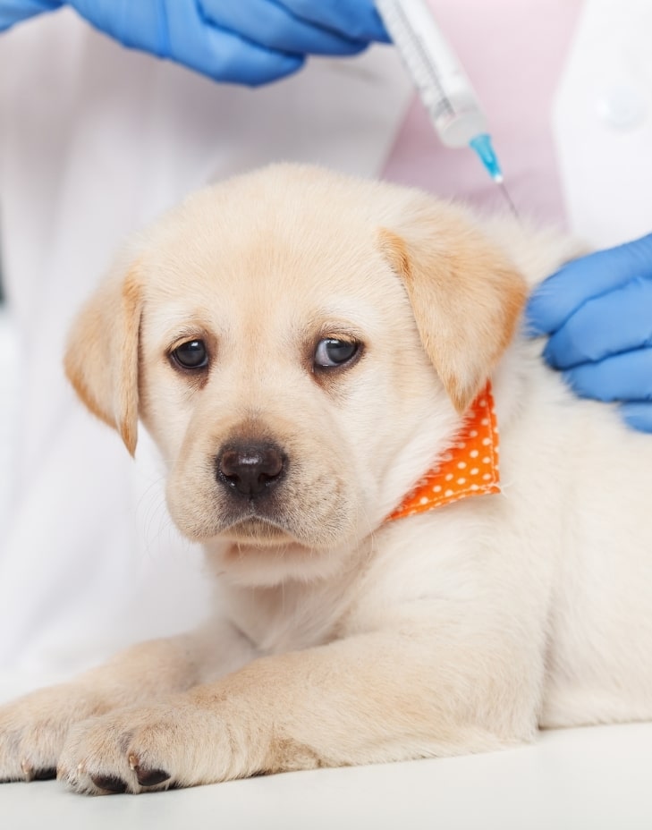 başakşehir veteriner kliniği