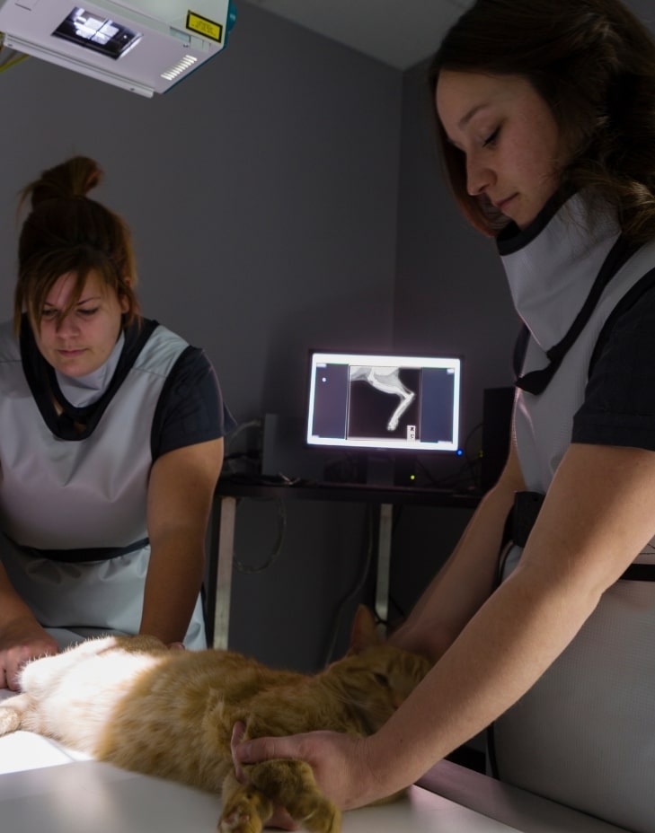 başakşehir veteriner kliniği